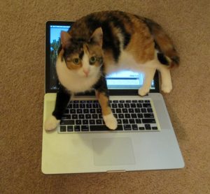 Tortoiseshell over white shorthair cat sitting on an open MacBook Pro laptop