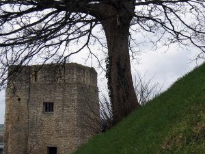 image of a tree on a hill with a castle tower in the background